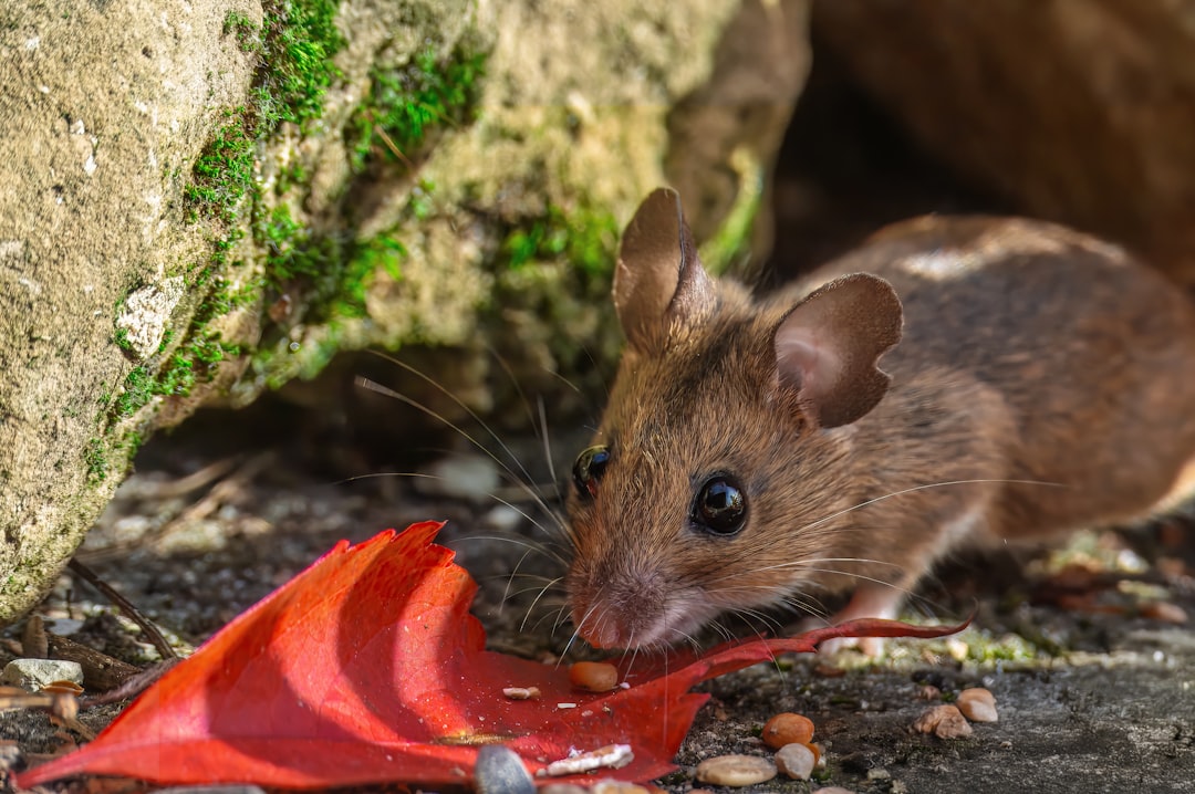 天井裏でネズミが活動している様子を調査する害獣駆除業者