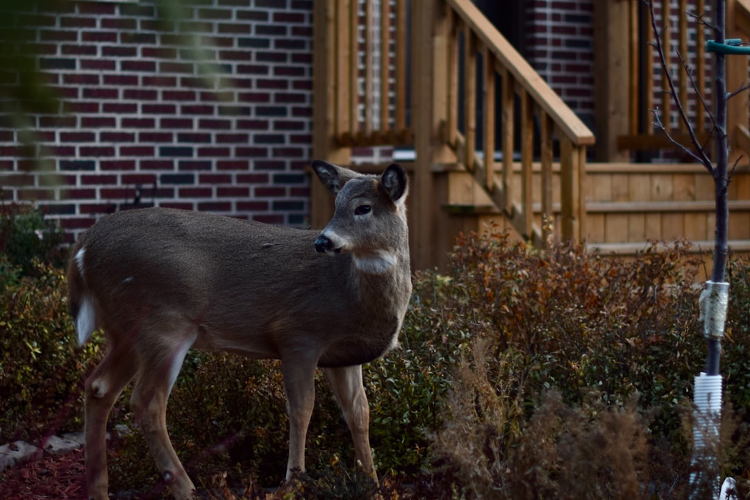 九戸村の住宅で天井裏に侵入したハクビシンの痕跡を調査する駆除業者