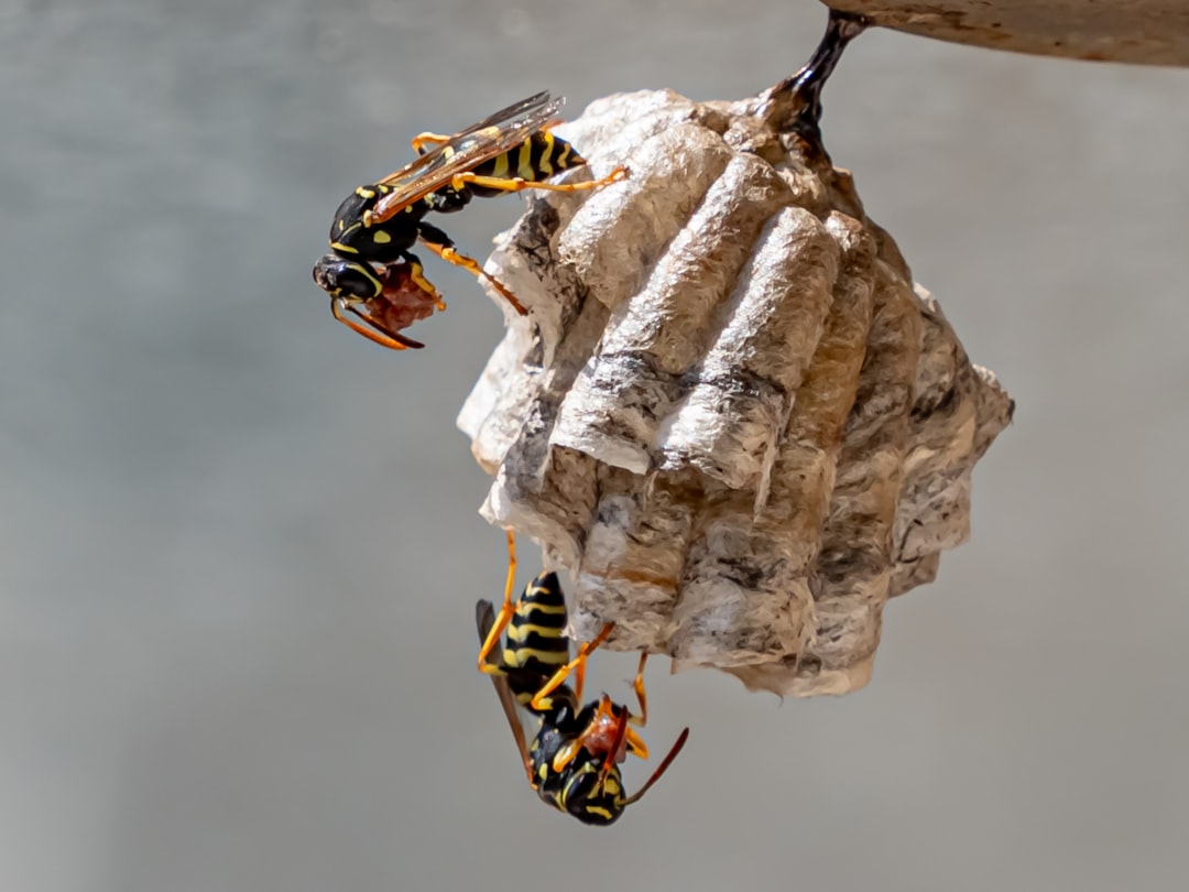 駆除業者が防護服を着てスズメバチの巣を安全に撤去している作業風景