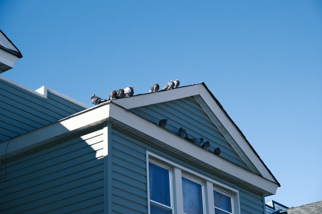 住宅の屋根裏に侵入したハクビシンの痕跡